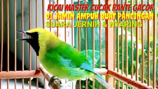 Download lagu Kicau burung cucak rante super gacor mp3