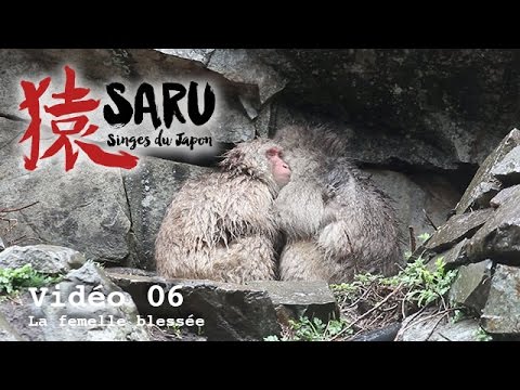 Saru - vidéo 06 - La femelle blessée