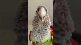 Truman the Cape Parrot #cute #parrot #shorts