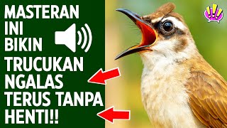 Download lagu Pancingan trucukan gacor ngalas tarung ropel paling bagus untuk pancingan trucukan agar bunyi nyaut mp3 Download lagu Pancingan trucukan gacor ngalas tarung ropel paling bagus untuk pancingan trucukan agar bunyi nyaut mp3