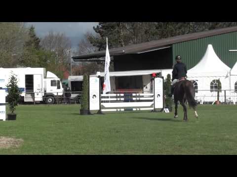 5 jährige Stute von Contagio- For Pleasure