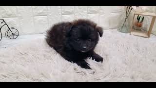 ハーフ犬の動画01