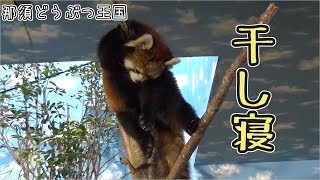 レッサーパンダに会って癒された動画。　那須どうぶつ王国