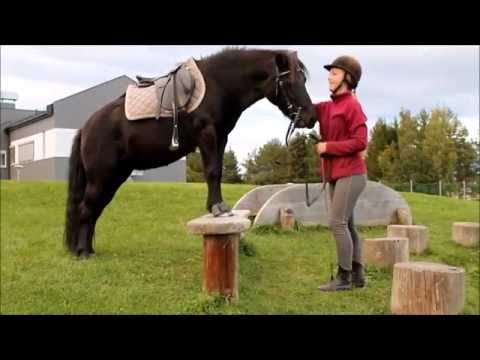 Kjempefin ponni selges! Aurora, f.2005