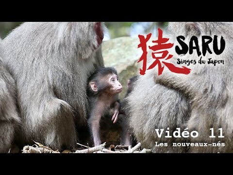 Saru - vidéo 11- Les nouveaux-nés