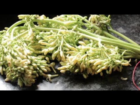 download lagu mp3 mp4 Papaya Flower Recipe, download lagu Papaya Flower Recipe gratis, unduh video klip Papaya Flower Recipe