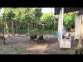 Vakantie Suriname 2014 - YouTube