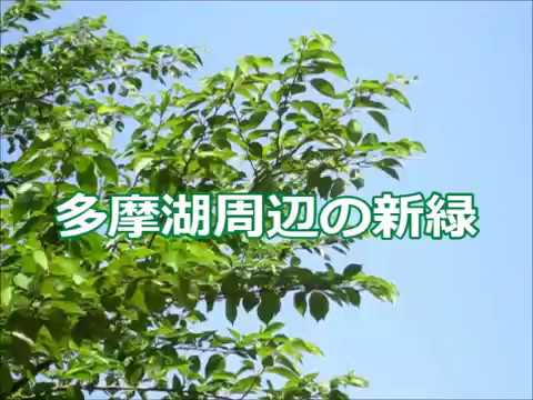多摩湖周辺の新緑