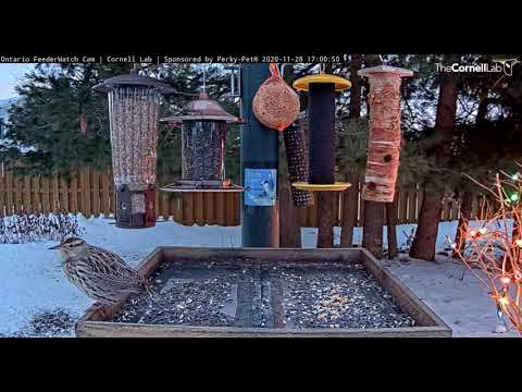 New Cam Species! Western Meadowlark Visits Ontario Feeders – Nov. 28, 2020