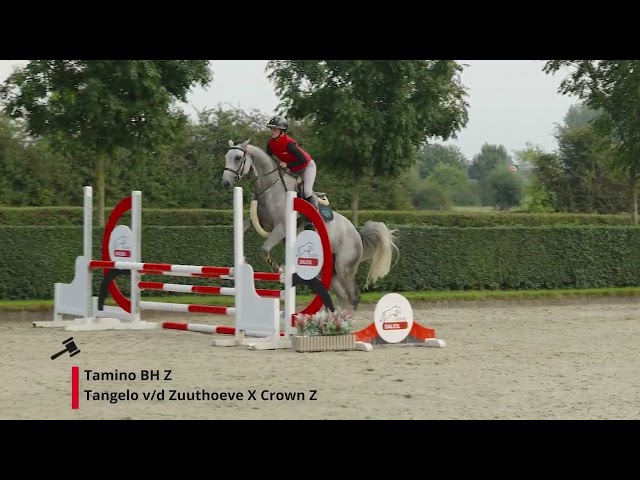 Tamino BH Z