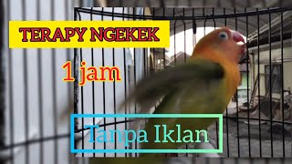 Download lagu masteran lovebird ngekek panjang 1 jam tanpa iklan untuk terapi labet fighter mp3