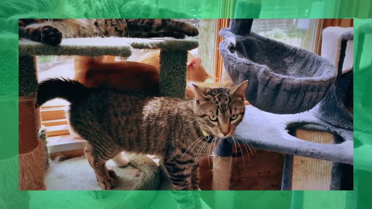 Murphy, a Adoptable Domestic Short Hair in Stockholm, WI video 4/4