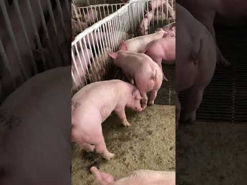 Leitegada top de tricross da granja JP suinos em Iraucuba Ce a máquina da suinocultura do nordeste