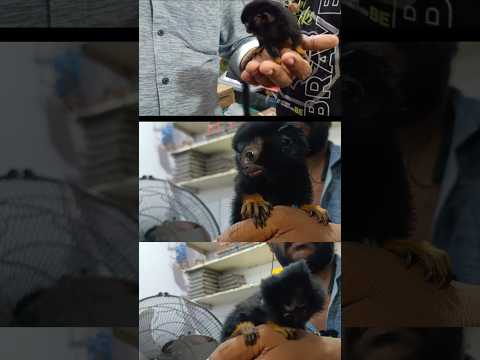 Kolathur la pudhusa open panuna exotic Verity pet shop😮 paakulaam vaanga