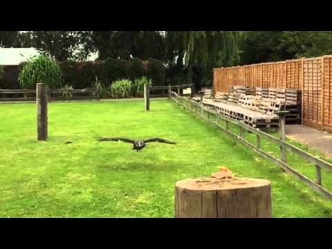 Gracie - Verreaux's Eagle owl