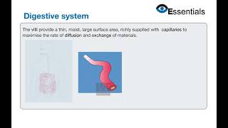 Essentials Video Animation - Digestive System