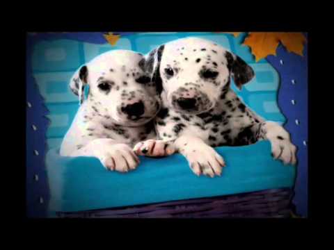 Cuadernos Dogs Norma Comercial 2007