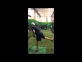 Pepper Jones Bullpen Winter 2016