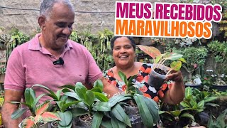 RECEBIDOS DO QUINTAL DA ZIZI: PLANTAS LINDAS E RARAS | AGLAONEMAS, ESPADA  ORQUÍDEAS E SINGÔNIO