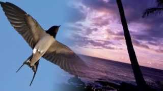 Lucio Dalla - Le rondini (con testo)