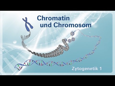 Zytogenetik 01 – Chromatin und Chromosom