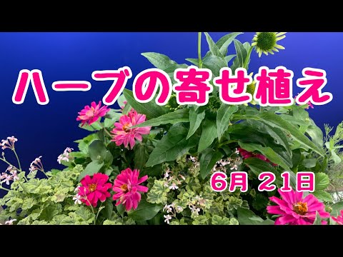 一年中香りや味を楽しむために、2月にどのハーブを植えるかを知っておくと良いでしょう。  庭園