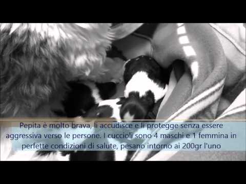 Il valore di pigmentary nota su una faccia Decolorazione della polvere di persona