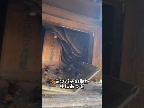 スズメバチ:庭における過小評価されている危険性 ライフスタイル