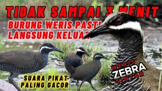 Download lagu Suara Pikat Burung Weris Zebra - Sintar Ladang‼️ Paling Gacor. Biasa Dipakai Sniper Kokang Berburu. mp3