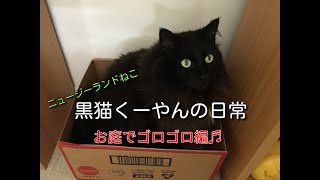 ニュージーランドねこ、黒猫くーやんの日常 お庭でゴロゴロ編
