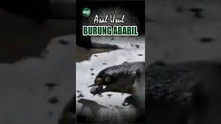 Download lagu THE ORIGIN OF THE ABABIL BIRD || THE BIRD OF HEAVEN THAT DESTROYS ELEPHANT #shorts #babilbird mp3