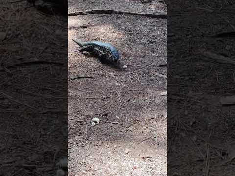 Os lagartos no acampamento da Prainha do Passo Real, Salto do Jacuí, RS. Fevereiro 2026.