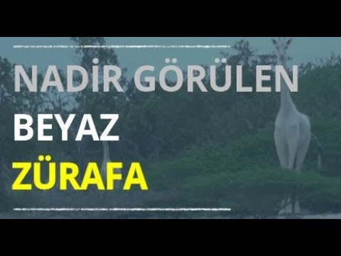 Beyaz Zürafalarar İlk Kez Videoya Çekildi｜White Giraffe Video (Beyaz Zürafalar İlk Kez Videoya Çekildi | White Giraffe Video)