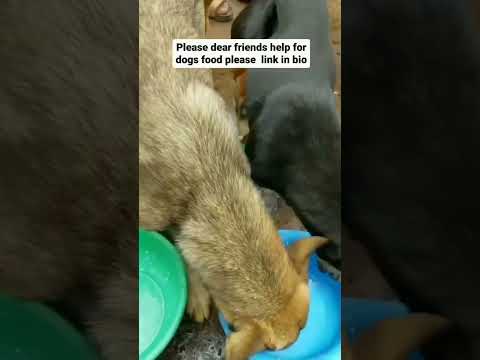 #dog #helpvoiceless #pets #dogowner #petowner #puppy #rescue #animalowner #voiceless #dogstrust