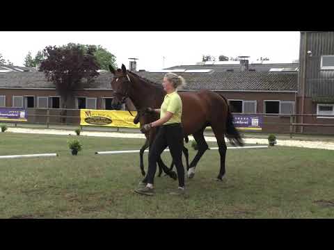 Sudweyher Fohlentermin 2020 - Kat.-Nr. 48