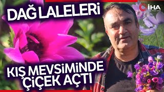 Kahramanmaraş'ta Dağ Laleleri Çiçek Açtı