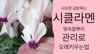 시클라멘 키우기 | 관리법 | 꽃대자르기