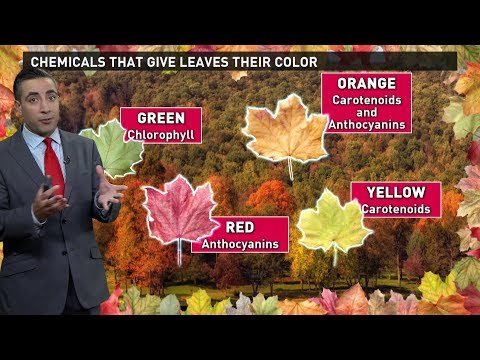 Foliage Friday: Autumn Leaves Weather Report