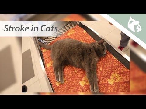 Signs of a Stroke in Cats Vlog 15 || Southeast Veterinary Neurology
