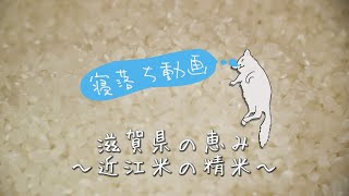 寝落ち動画　〜近江こだわり米の精米〜