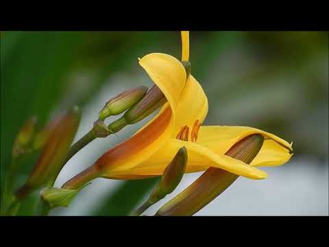 Peaceful Life Relaxing Music, Healing Music, Sleep Meditation, Khmer Flute Sound(Sleep Music)