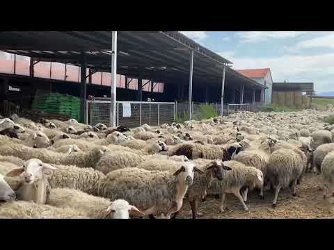 , title : 'Πρόβατα βγαίνουν για βοσκή'
