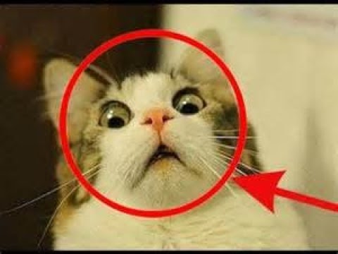 ZOOLAND - Funny Animals Compilation 2018 !!! Watch & laugh !!!! 🐱 🐶 😊 Video