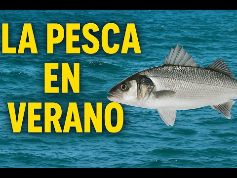 Video sobre cómo pescar en verano