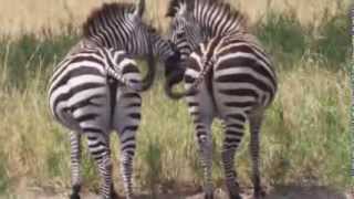 Safari Tanzania 2013  AM