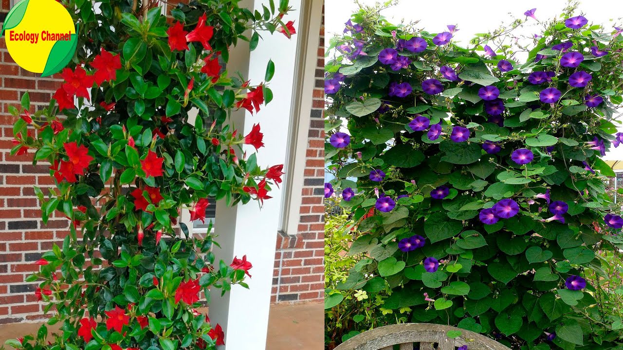 15 Increíbles Plantas Trepadoras