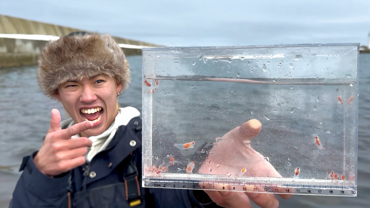 【異常事態】オホーツク海で"海の妖精クリオネ"が大量発生？！？！