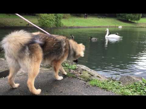 download lagu mp3 mp4 Pomsky Europe, download lagu Pomsky Europe gratis, unduh video klip Pomsky Europe