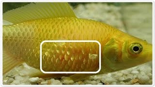Aquarium Fish Disease &amp; Treatment