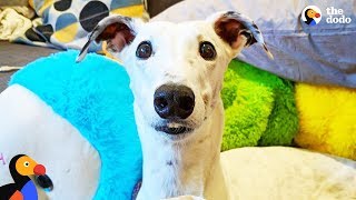 Rescue Greyhound Is The Cutest Little Diva | The Dodo